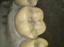 Load image into Gallery viewer, Air Techniques CamX Elara Dental Dentistry High-Resolution Intraoral Camera