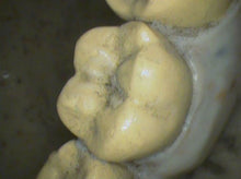 Load image into Gallery viewer, Air Techniques CamX Elara Dental High-Resolution Intraoral Camera