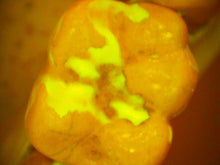 Load image into Gallery viewer, Air Techniques Cam-X Spectra Dental Intraoral Camera Imaging System