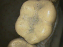 Load image into Gallery viewer, Air Techniques Cam-X Elara Dental Dentistry High-Resolution Intraoral Camera