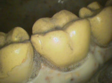 Load image into Gallery viewer, Lot of 2 Air Techniques CamX Elara Dental Intraoral Camera Imaging Systems