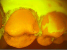 Load image into Gallery viewer, Lot of 3 Air Techniques Spectra Dental Intraoral Cameras Imaging Systems