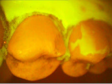 Load image into Gallery viewer, Lot of 3 Air Techniques Spectra Dental Intraoral Cameras Imaging Systems