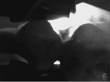 Load image into Gallery viewer, Dexis CariVu Dental Occlusal Caries Detection Device