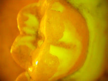 Load image into Gallery viewer, Air Techniques Cam-X Elara Dental High-Resolution Intraoral Camera
