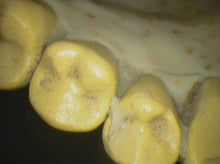 Load image into Gallery viewer, Air Techniques Cam-X Elara Dental Intraoral Camera Imaging Unit
