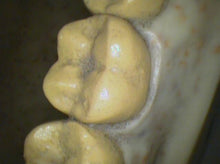 Load image into Gallery viewer, Air Techniques Cam-X Elara Dental High-Resolution Intraoral Camera
