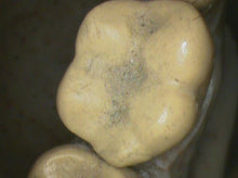 Load image into Gallery viewer, Air Techniques Cam-X Elara Dental Dentistry High-Resolution Intraoral Camera
