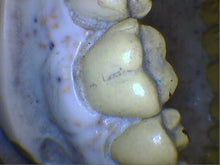 Load image into Gallery viewer, Daryou Dy-50 Dental Dentistry Intraoral Camera Intra Oral Imaging Unit
