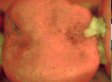 Load image into Gallery viewer, Air Techniques Cam-X Spectra Caries Detection Camera
